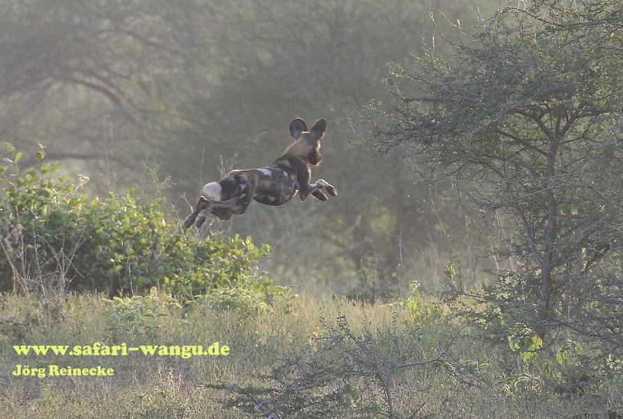 Wildhunde im Selous