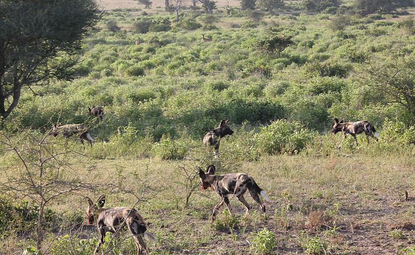 Wildhunde im Selous