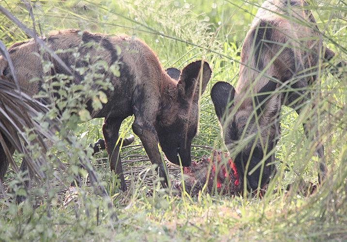 Wild Dog kill, selous