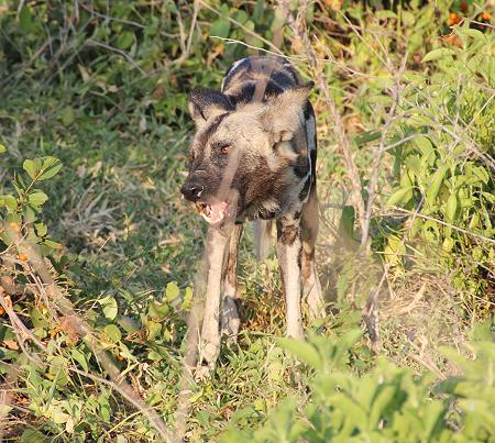Wild Dog Safari, Selous