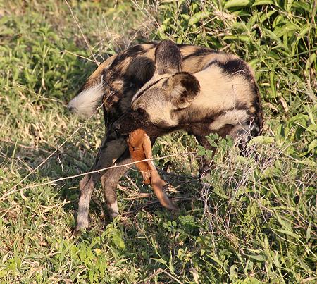Wild Dog Safari, Selous