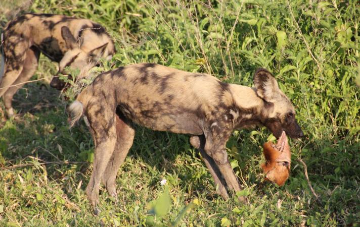 Wildhunde im Selous