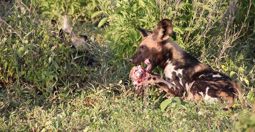 Wildhunde im Selous
