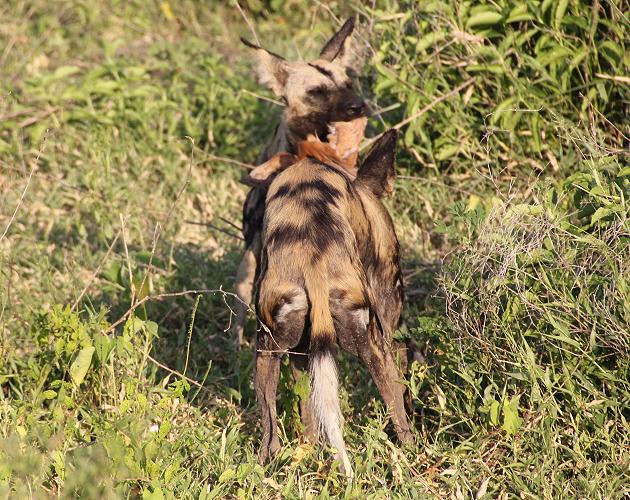 Wildhunde im Selous
