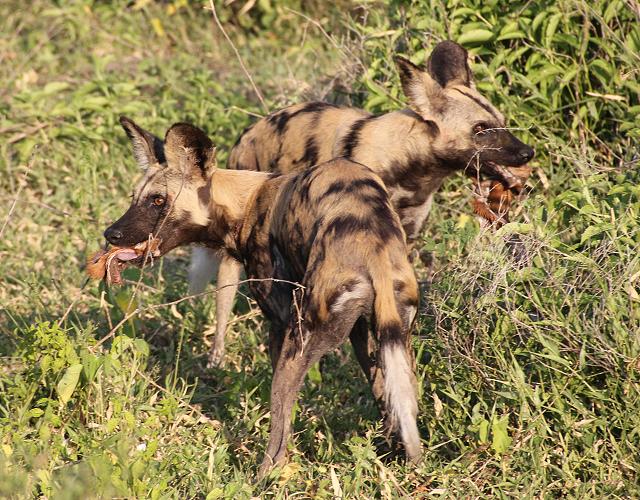 Wildhunde im Selous