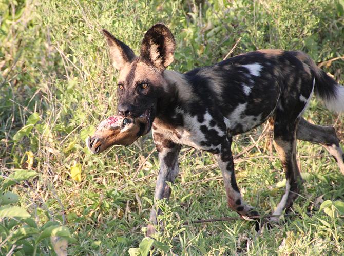 Wildhunde im Selous