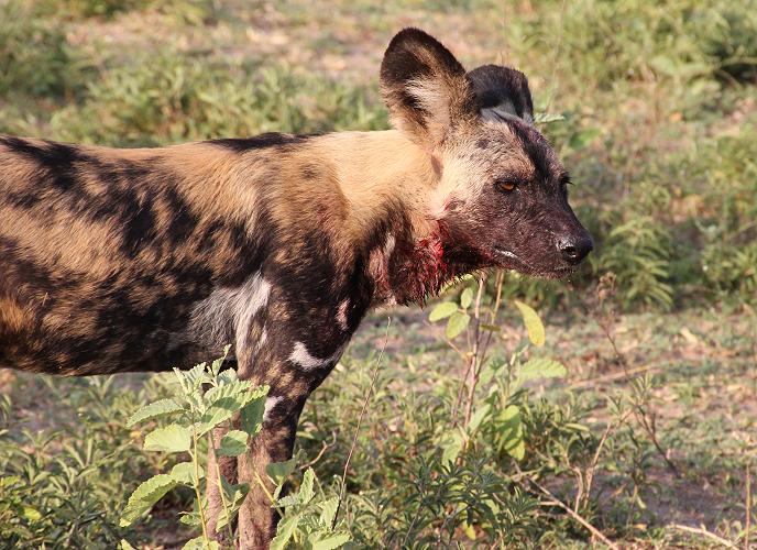 Wildhund Kill, Selous