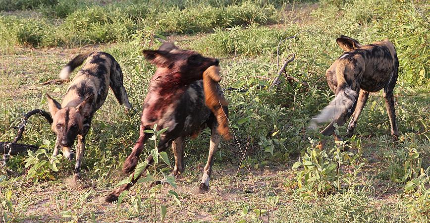 Wildhund Kill, Selous