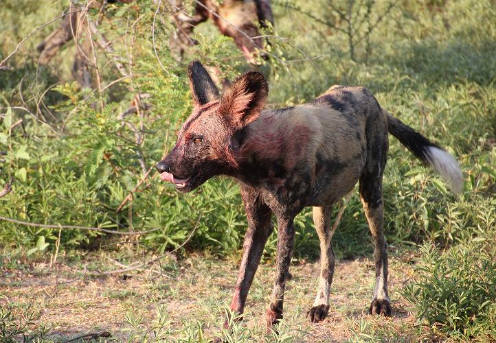 Wildhund Kill, Selous