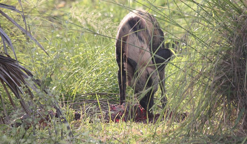 Wild Dog kill, selous