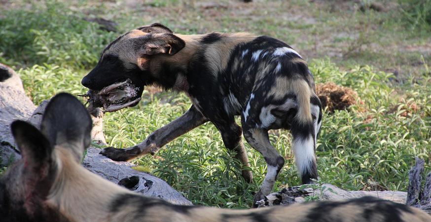 Wildhund Kill, Selous