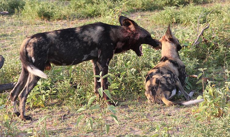 Wildhund Kill, Selous