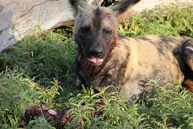 Wildhund Kill, Selous