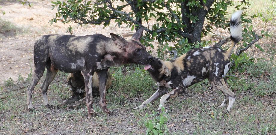 Wildhund Kill, Selous