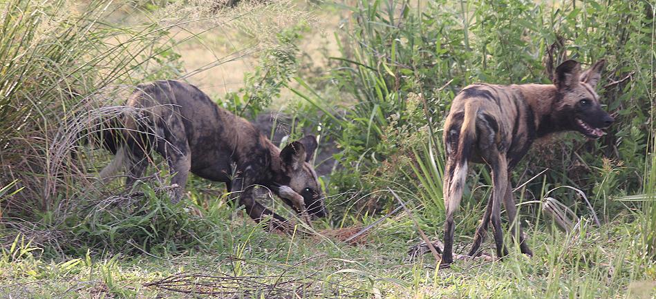 Wild Dog kill, selous