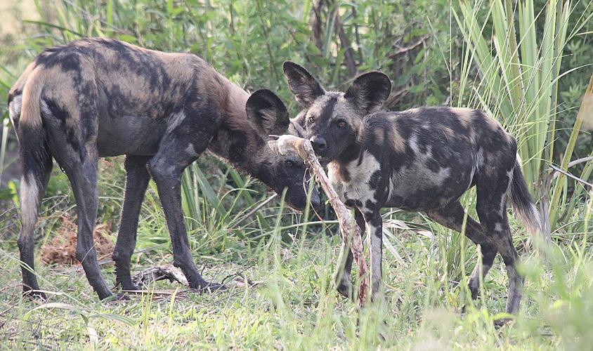 Wild Dog kill, selous