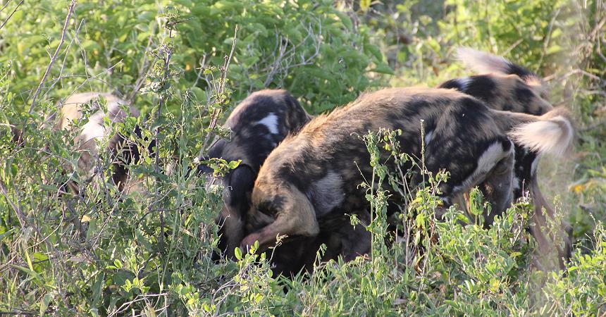 Wildhunde im Selous