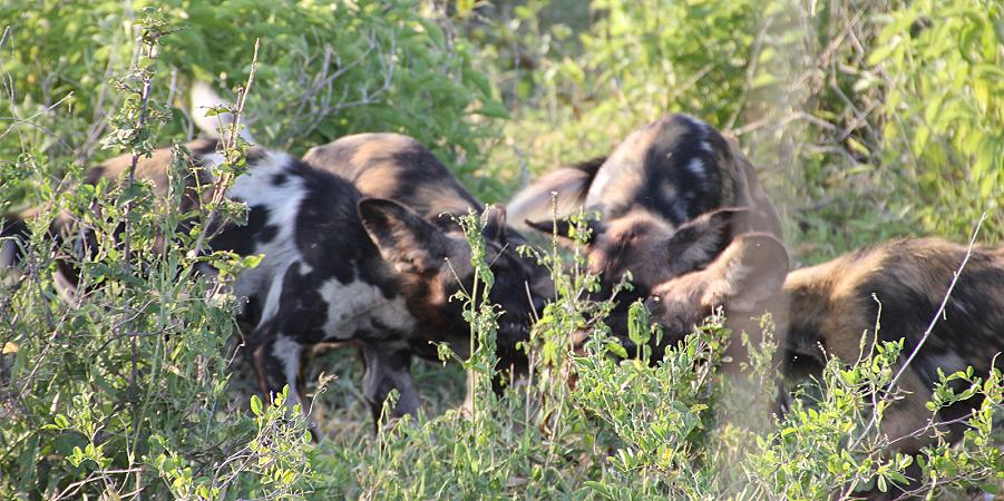 Wild Dog Safari, Selous