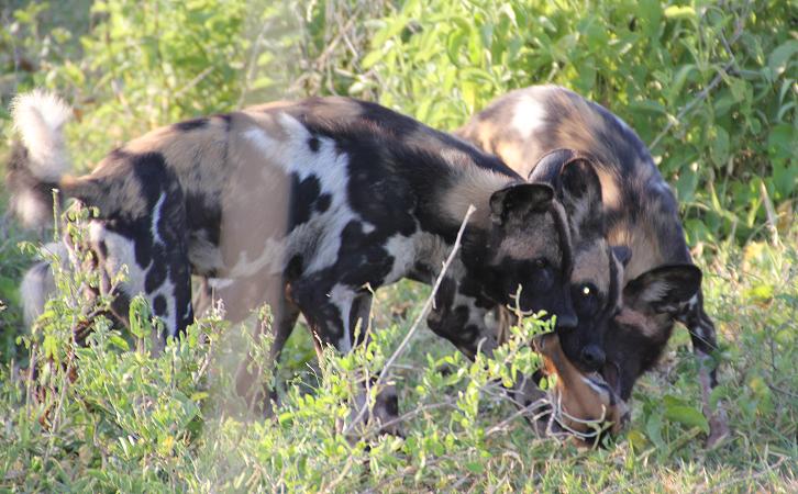 Wild Dog Safari, Selous