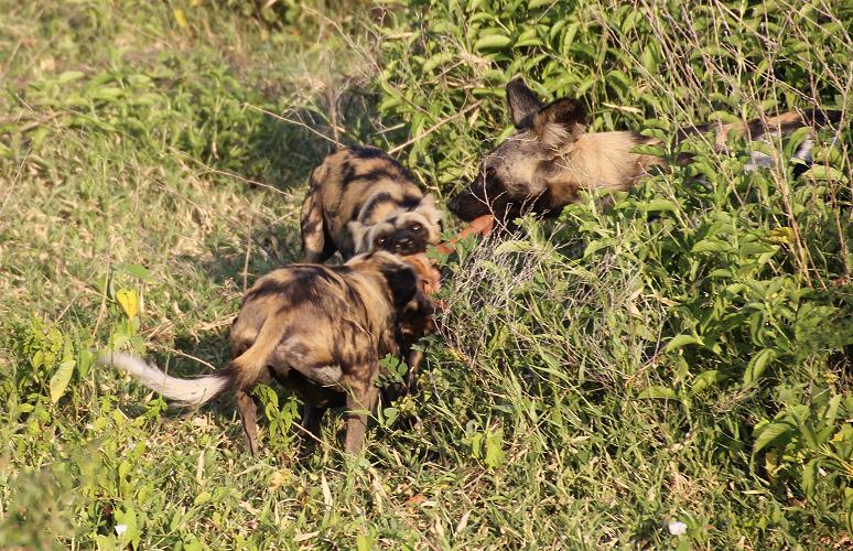 Wild Dog Safari, Selous