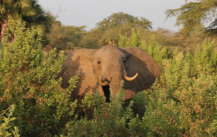 Elefanten, Selous