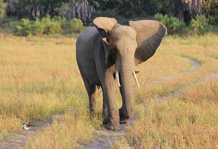 Elefanten, Selous