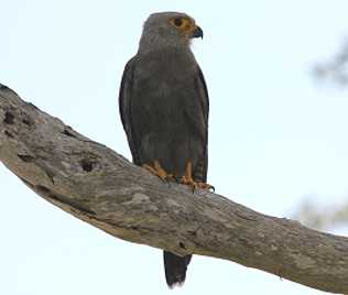 Dickinson´s Kestrel, Falco dickinsoni