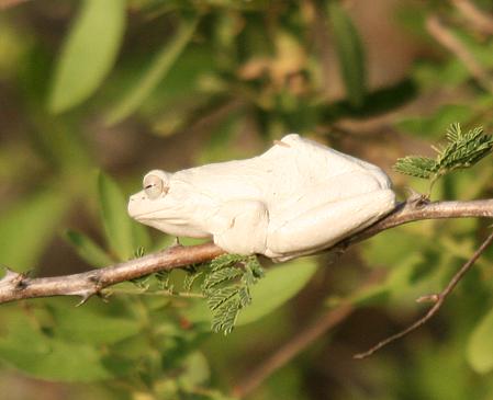 Grauer Baumfrosch, Selous