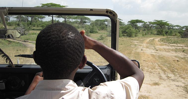Auf der Suche nach Wildhunden im Selous