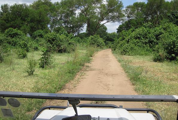 Wild Dog Safari, Selous