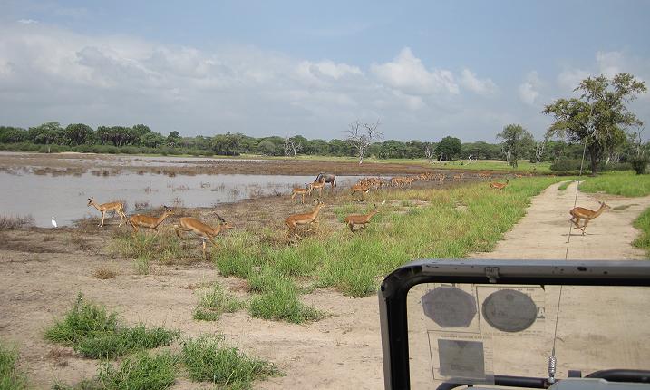 Impala, Selous