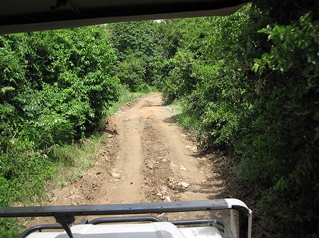 Wild Dog Safari, Selous