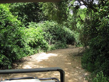 Wild Dog Safari, Selous