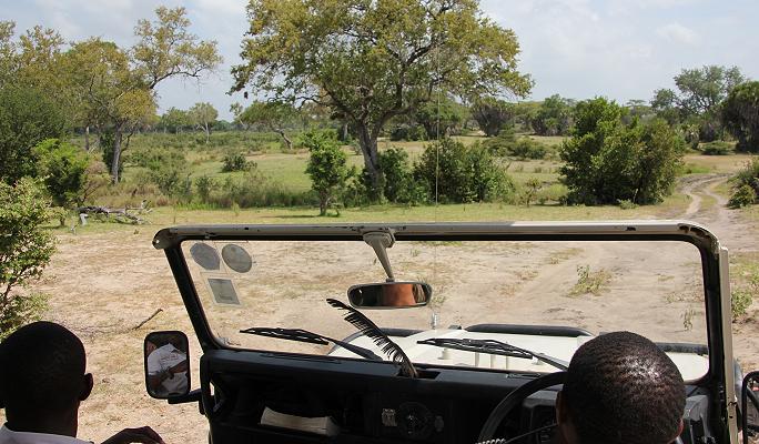 Auf der Suche nach Wildhunden im Selous