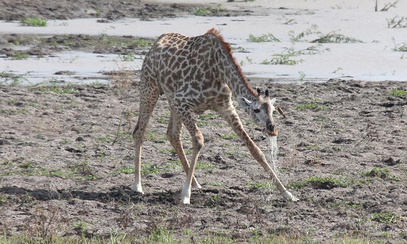 Masai Giraffen, Selous