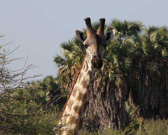 Giraffen, Selous