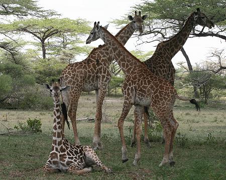 Masai Giraffen, Selous
