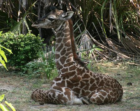 Masai Giraffen, Selous
