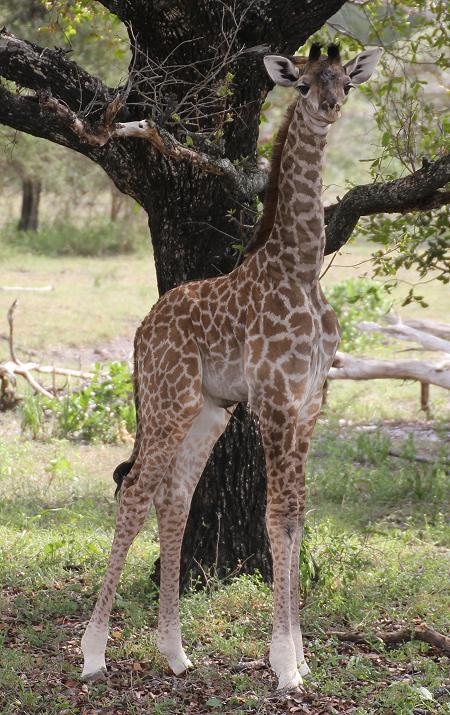 Masai Giraffen, Selous