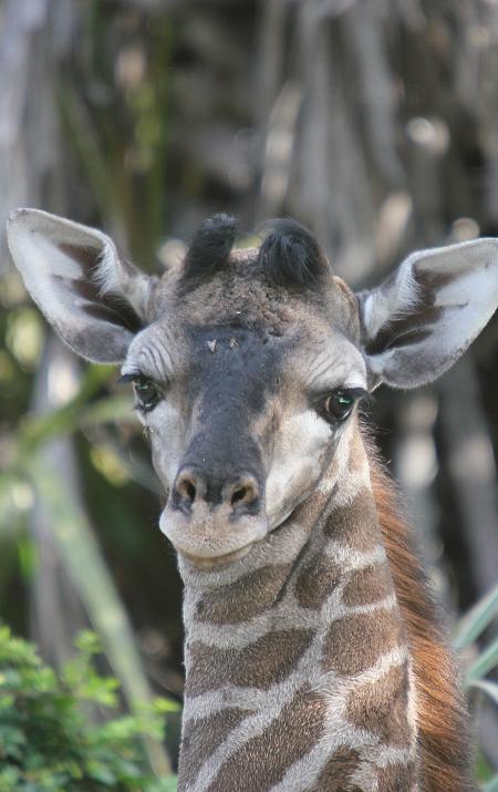 Masai Giraffen, Selous