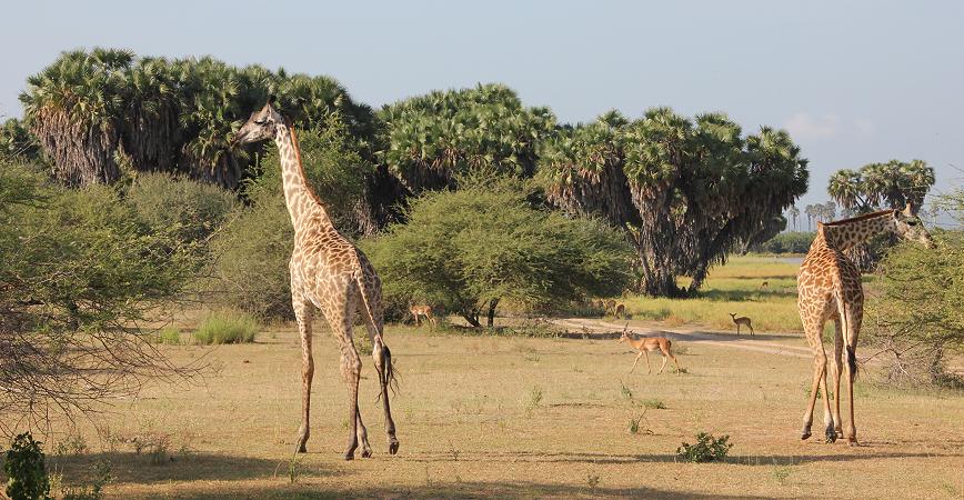 Giraffen, Selous