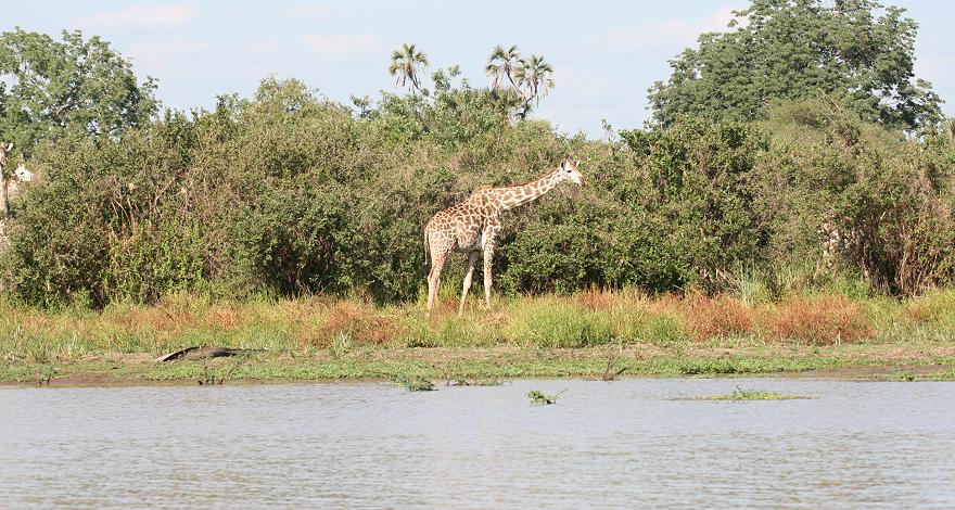 Giraffen, Selous