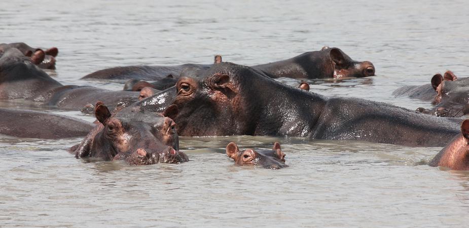 Flusspferd, Selous