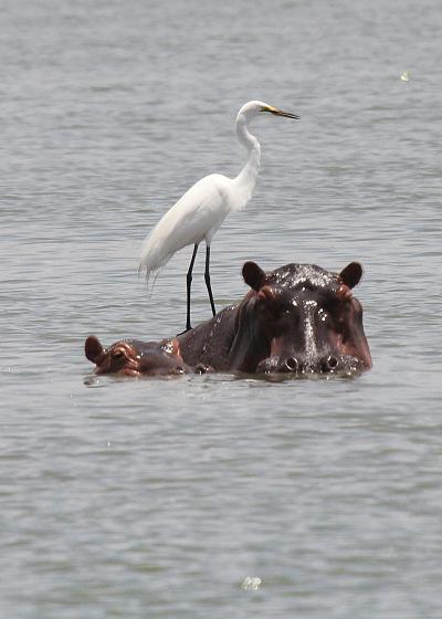 Flusspferde, Selous