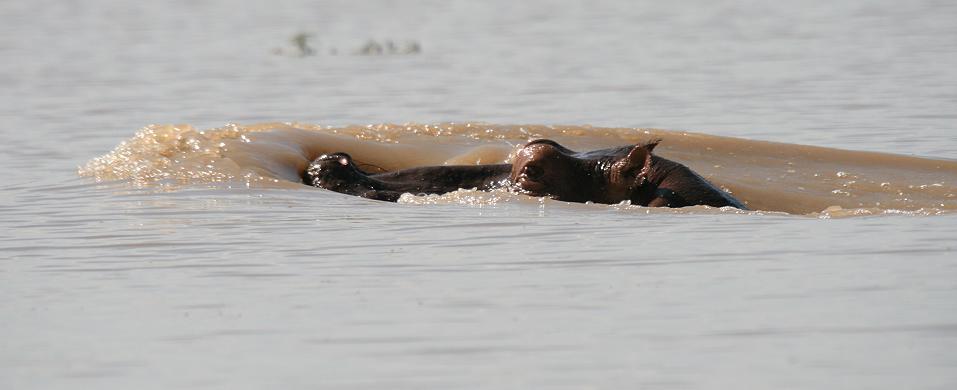 Flusspferd, Selous