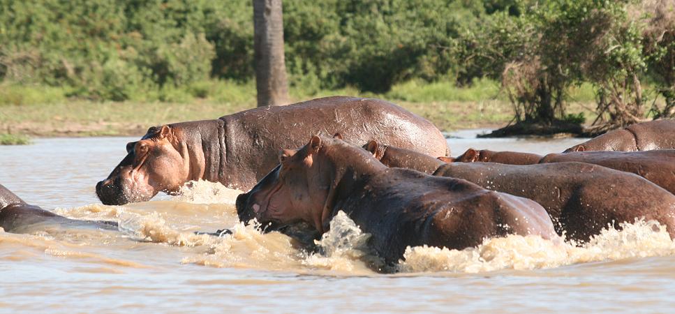 Flusspferd, Selous