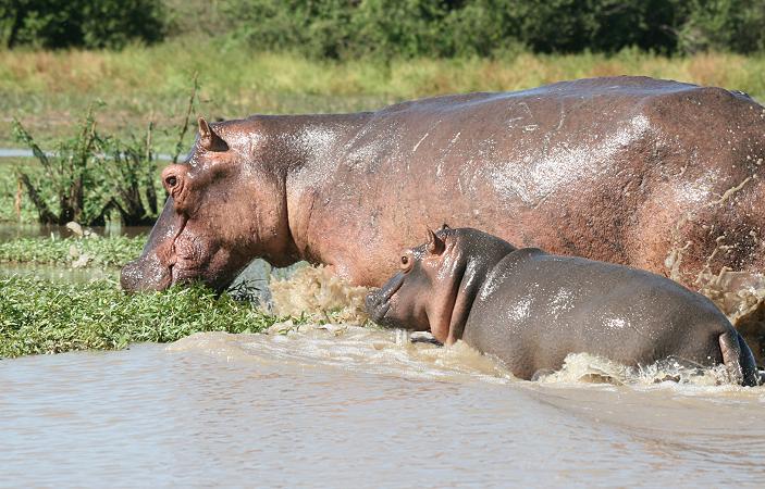 Flusspferd, Selous