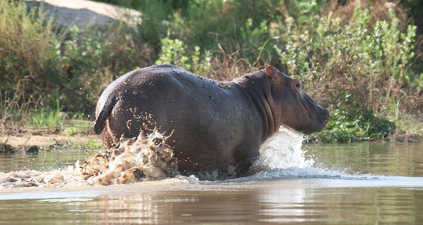 Flusspferd, Rufiji