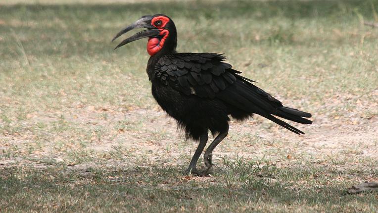 Hornrabe, Selous