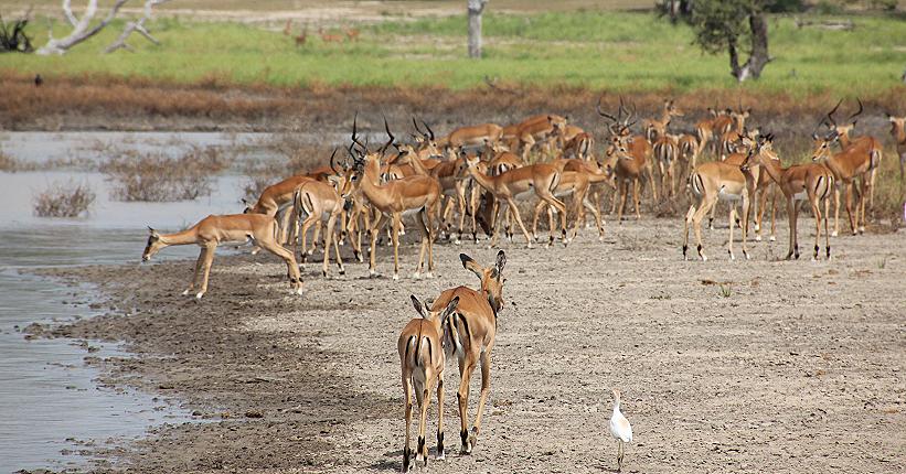 Impala, Selous
